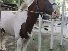 -J Create城市露营咖啡·简餐·宠物(上海动物园店)