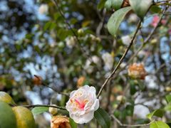 -八大山人梅湖景区