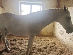 -北京群众马术培训基地