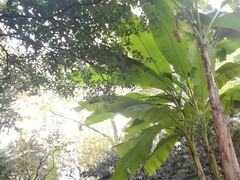 -秋霞圃
