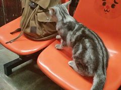 -猫咪博物馆(顶澳仔猫街店)