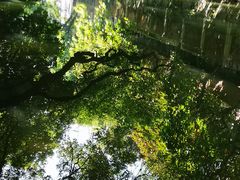 -小洲村