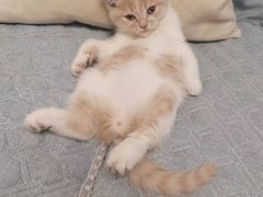 -lincat·猫舍(广州店)