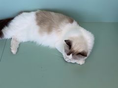 -怪兽屋·羊驼·猫咖·狗咖(俊华广场店)