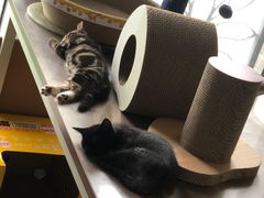 -爱侣宠医·鹦鹉专科·小型哺乳类·异宠专科(灵石路店)