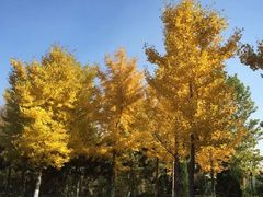 -大兴滨河森林公园