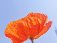 -二沙岛艺术公园