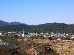 -林屋梅海青梅保护基地