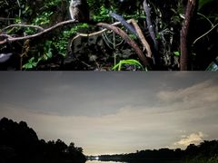 -夜间野生动物园