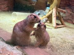 -正佳雨林生态植物园
