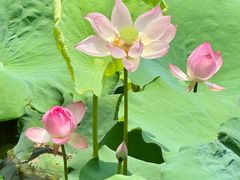 -荔湾湖公园