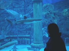 -芜湖新华联大白鲸海洋公园