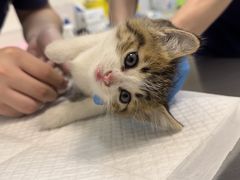 -凯特喵百思猫专科医院