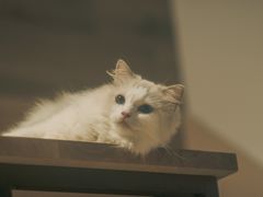 -瞄一喵猫咖(格力海岸店)