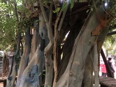 -呀路古热带植物园