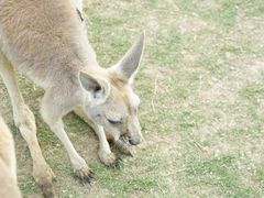 -泉州海丝野生动物世界