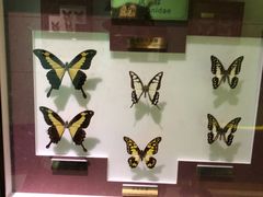 -上海昆虫博物馆