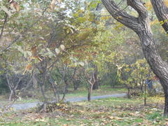 -紫竹院公园冰场