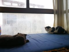 -猫咖时代(中山亭店)