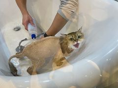 -momokira米努特·德文卷毛猫·棉花面纱犬