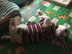 -骐奇宠物诊疗中心(南亭公路店)