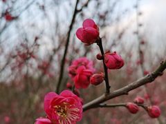 -蜀冈西峰生态公园