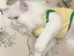 -瑞派宠物医院·24小时骨科·心脏·核磁(哈尔滨南岗店)