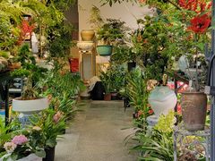 -溪岸路花鸟市场