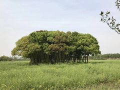 -广富林郊野公园
