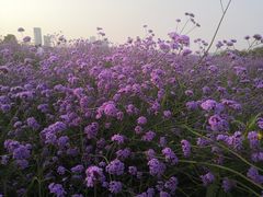 -深圳湾公园(南山区)