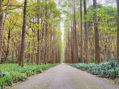 -上海滨江森林公园