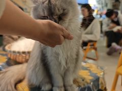 -平行世界·猫咖(首经贸店)