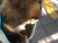 -pd派德宠物中心医院24H急重症·眼科中心·血液透析中心(嵩山北路店)