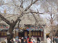-护国法轮寺