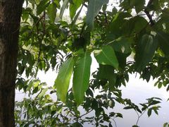 android_upload_pic-东莞市可园博物馆