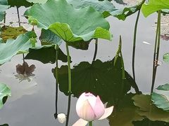 -荷塘月色湿地公园·向阳花洲