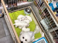 -唐小姐の猫狗洗护·购宠旗舰店(周浦万达店)