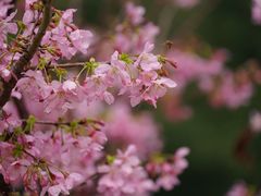 -狐尾山公园