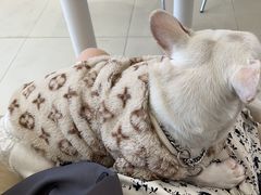 -怪兽屋·羊驼·猫咖·狗咖(俊华广场店)