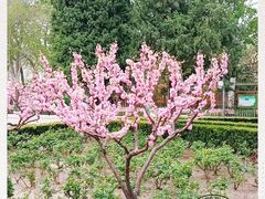 -黄村公园