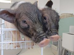 -怪兽屋·羊驼·猫咖·狗咖(俊华广场店)