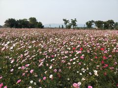 -径山花海