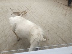 -齐齐哈尔龙沙动植物园