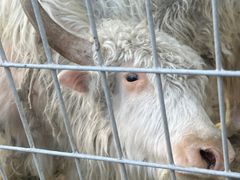 -武汉紫薇都市田园