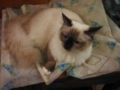 -猫色咖啡·猫咖