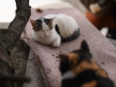 -西园寺