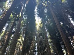 -武陵山森林公园