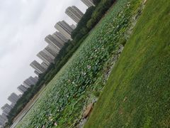 -丁香湖公园