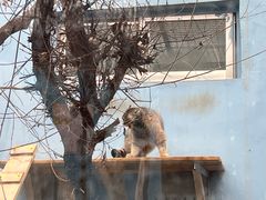 -青藏高原野生动物园