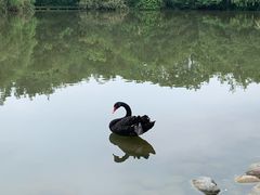 -成都大熊猫繁育研究基地